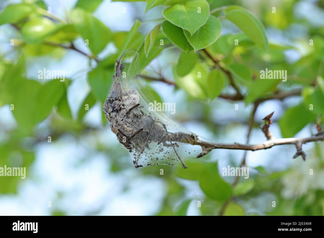 Brown tail caterpillars (Euproctis chrysorrhoea) on a branch of a pear