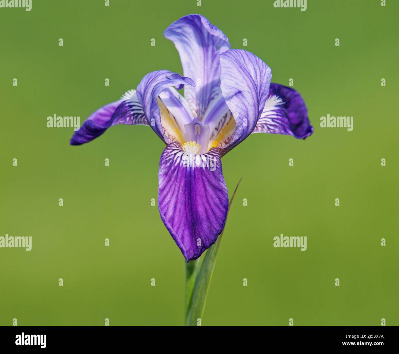 Purple blue iris flower, Iris sanguinea Stock Photo