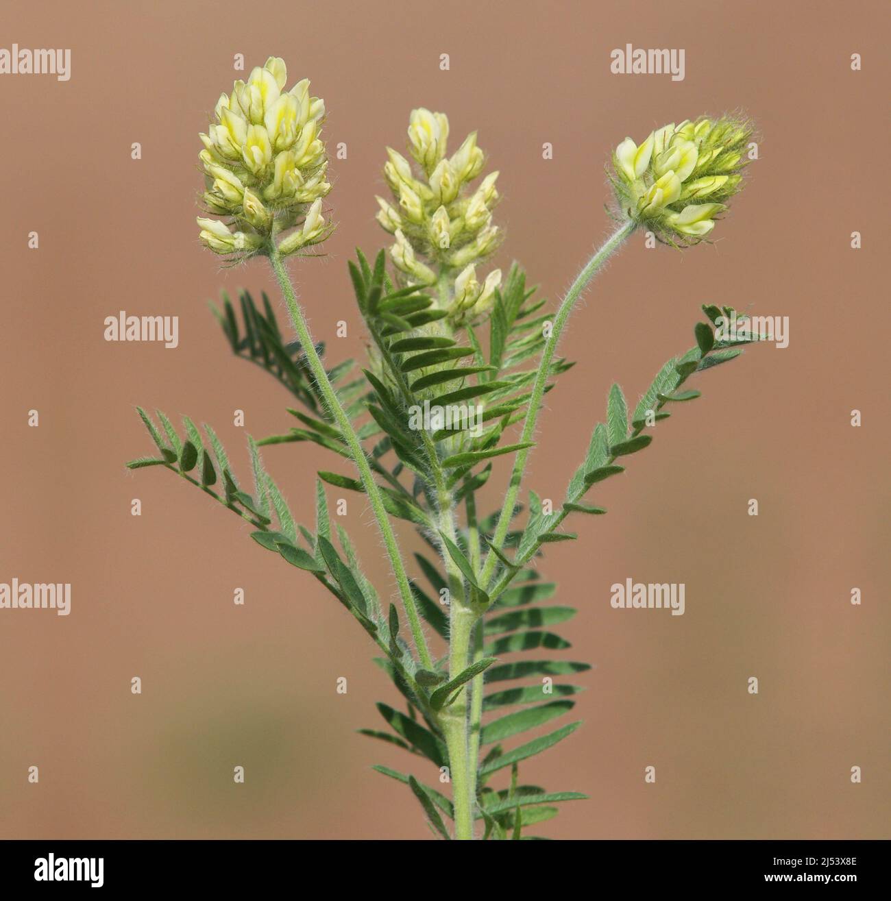 Blooming plant of Woolly locoweed or milkvetch. Oxytropis pilosa Stock Photo