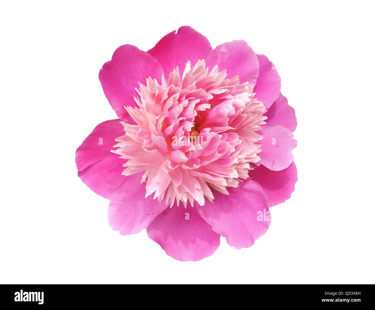 Single pink peony flower isolated on white background Stock Photo - Alamy