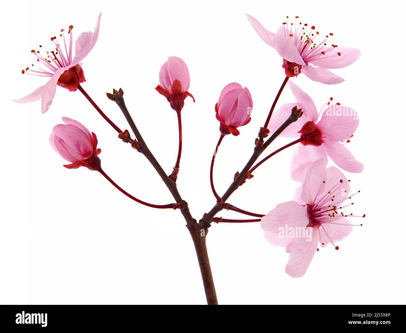 Pink cherry blossom branch in spring isolated on white Stock Photo - Alamy