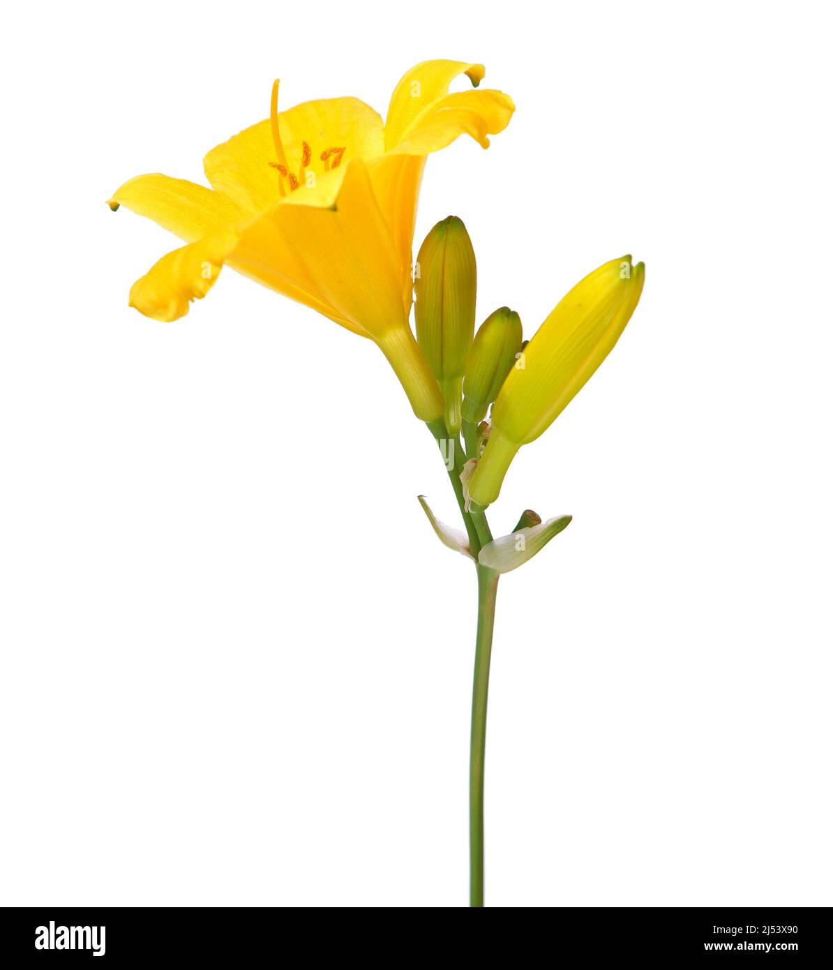 Yellow flower of Reblooming Daylily isolated on white, Hemerocallis Stella de Oro Stock Photo