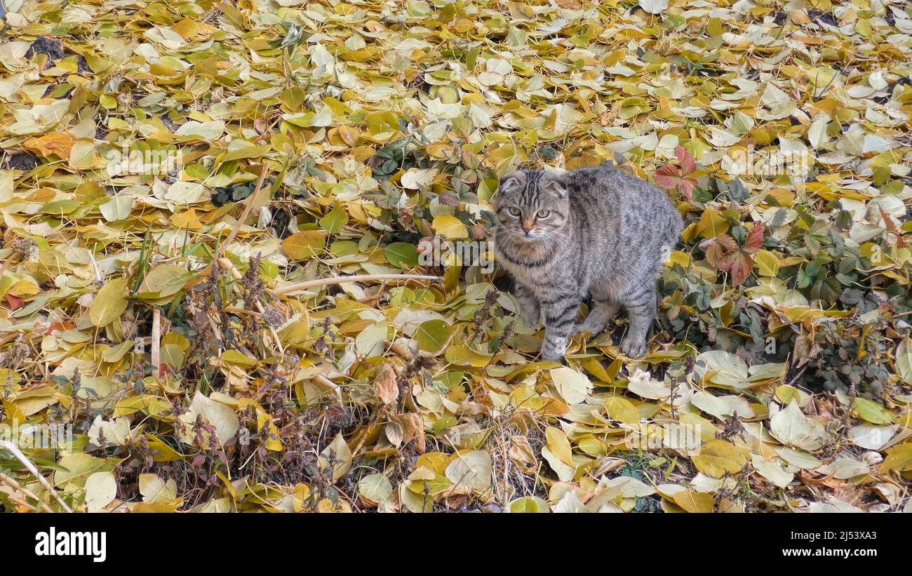Autumn leaves cat hires stock photography and images Alamy