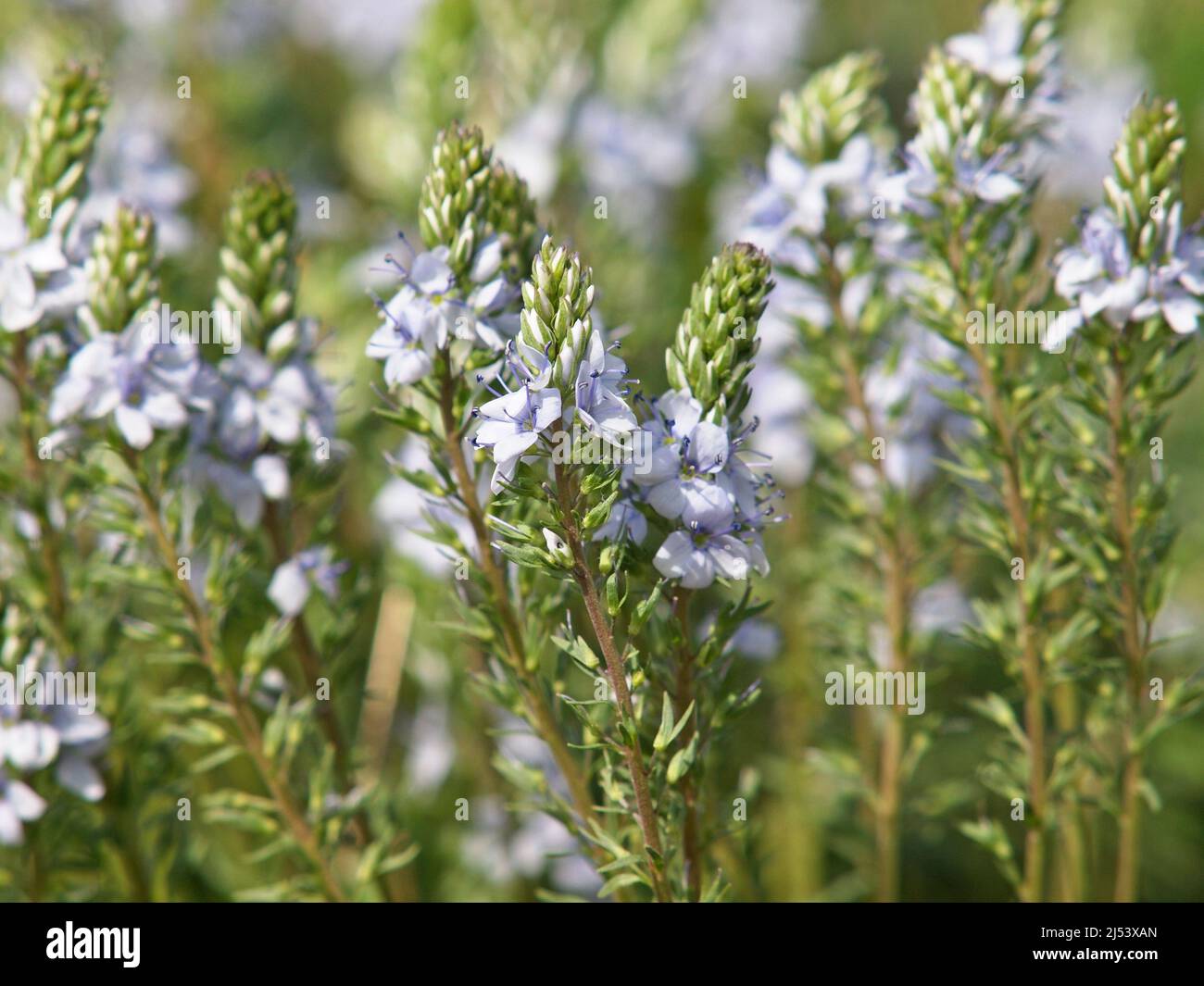 Prostrate speedwell or rock speedwell with pale blue flower, Veronica prostrata Stock Photo