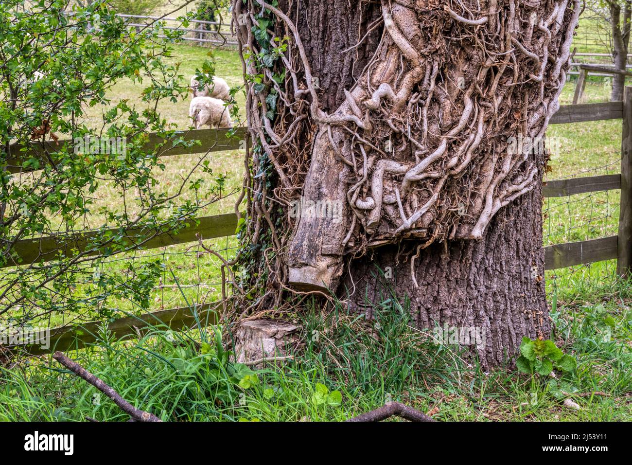 Large ivy stem that has been cut to kill the plant and save its host tree. Stock Photo