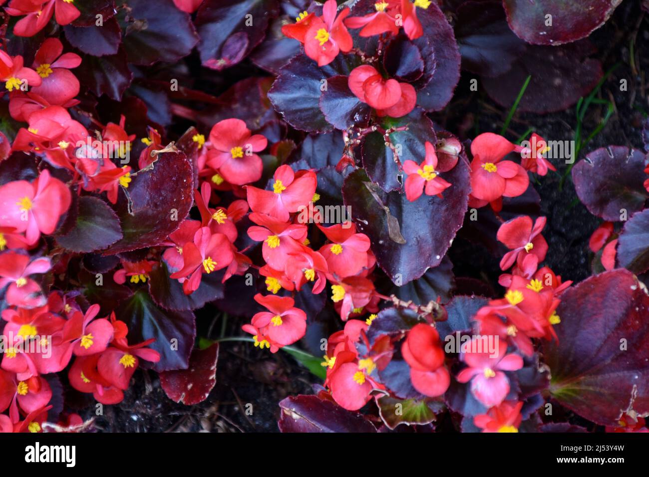 Red flowers of begonia tuberosa on a flower bed in the park Stock Photo