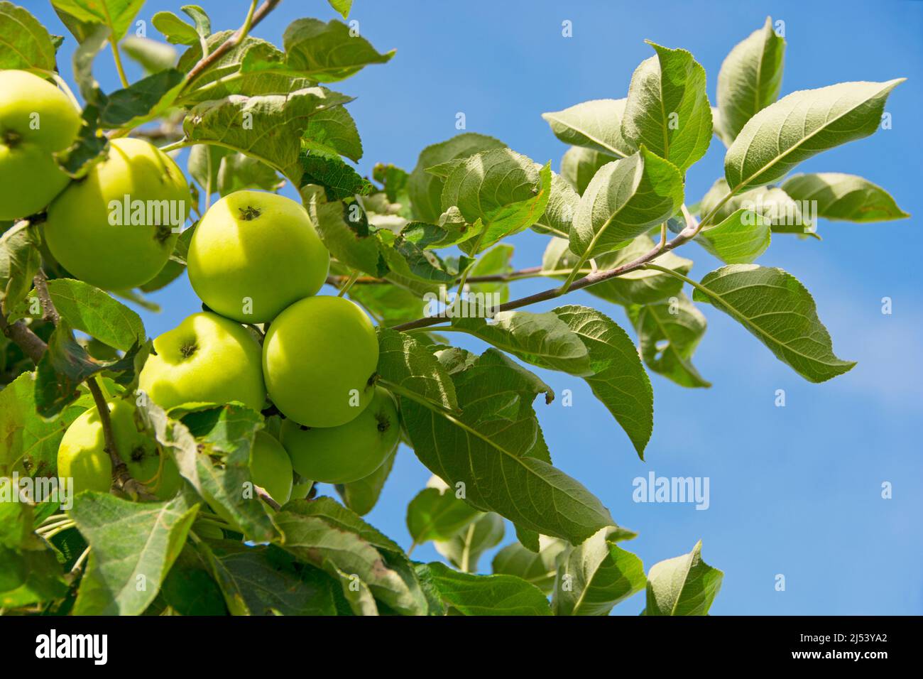 Wheat apples hang on the apple tree Stock Photo