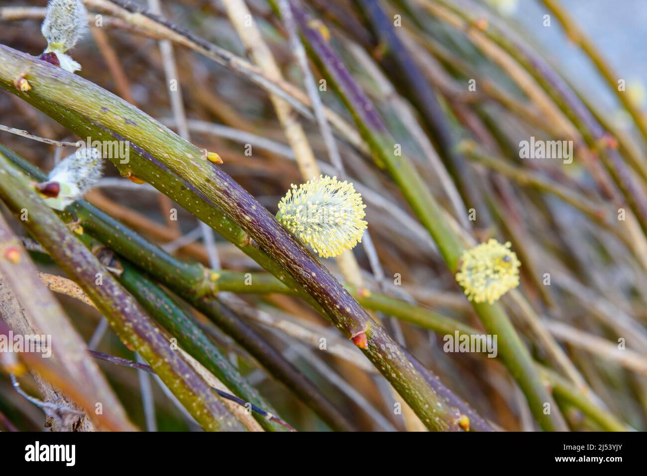 Male catkin flowers on the branches of a willow tree. Stock Photo