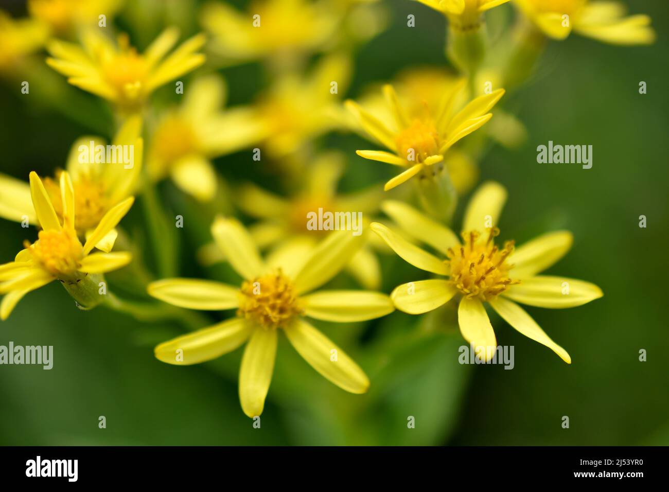 Goldenrod, or golden rod Solidago virgaurea is a perennial herbaceous plant from the Asteraceae family with a short woody rhizome Stock Photo