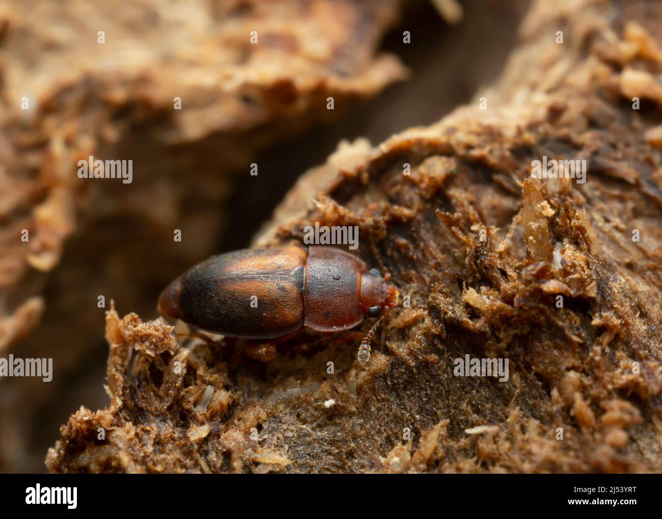 Sap beetle, Epuraea terminalis on aspen wood Stock Photo