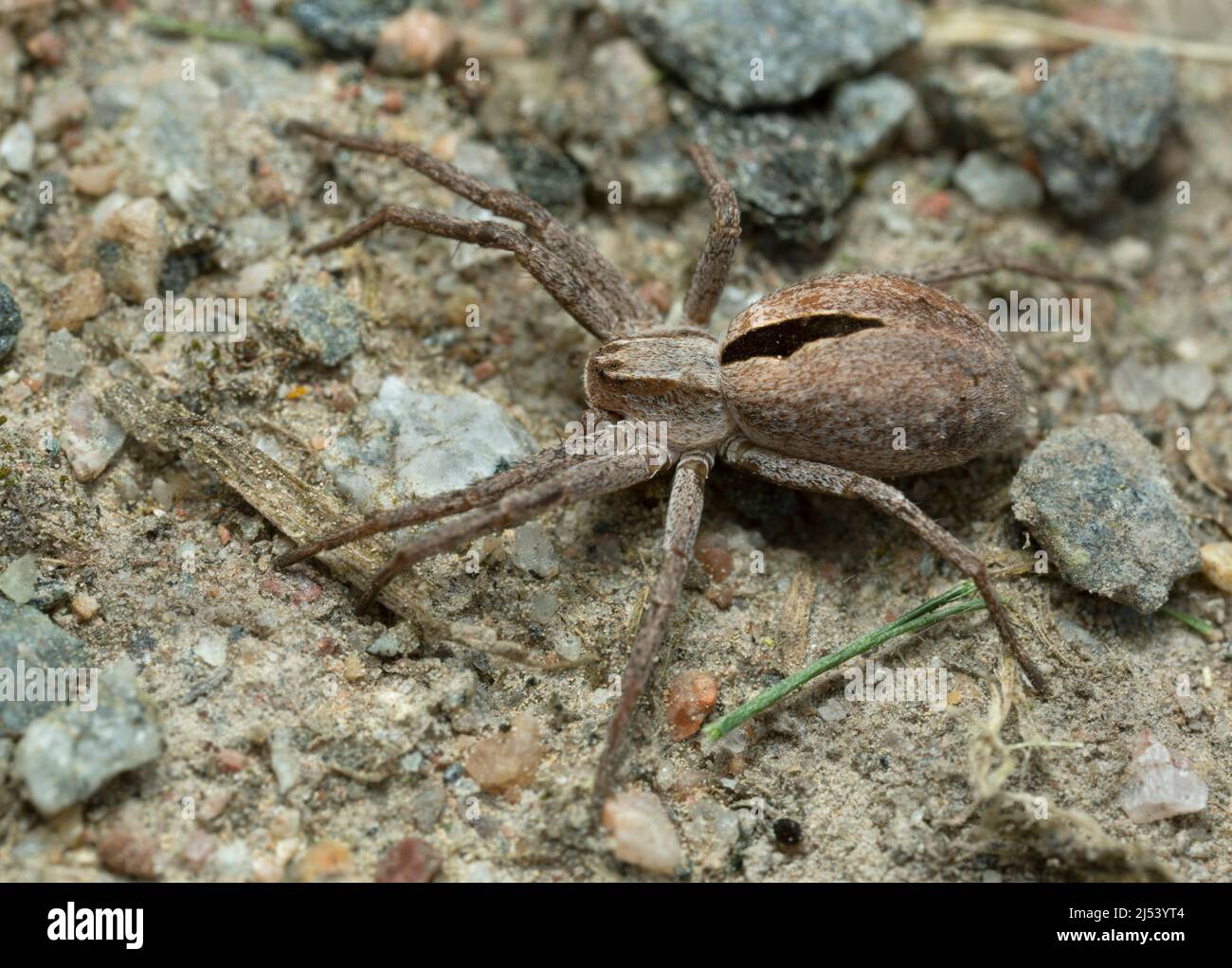 Common lance-backed crab spider, Thanatus formicinus on ground Stock Photo