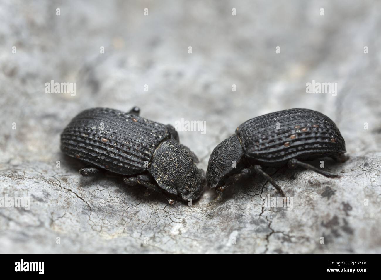 Bolitophagus reticulatus beetles, macro photo Stock Photo
