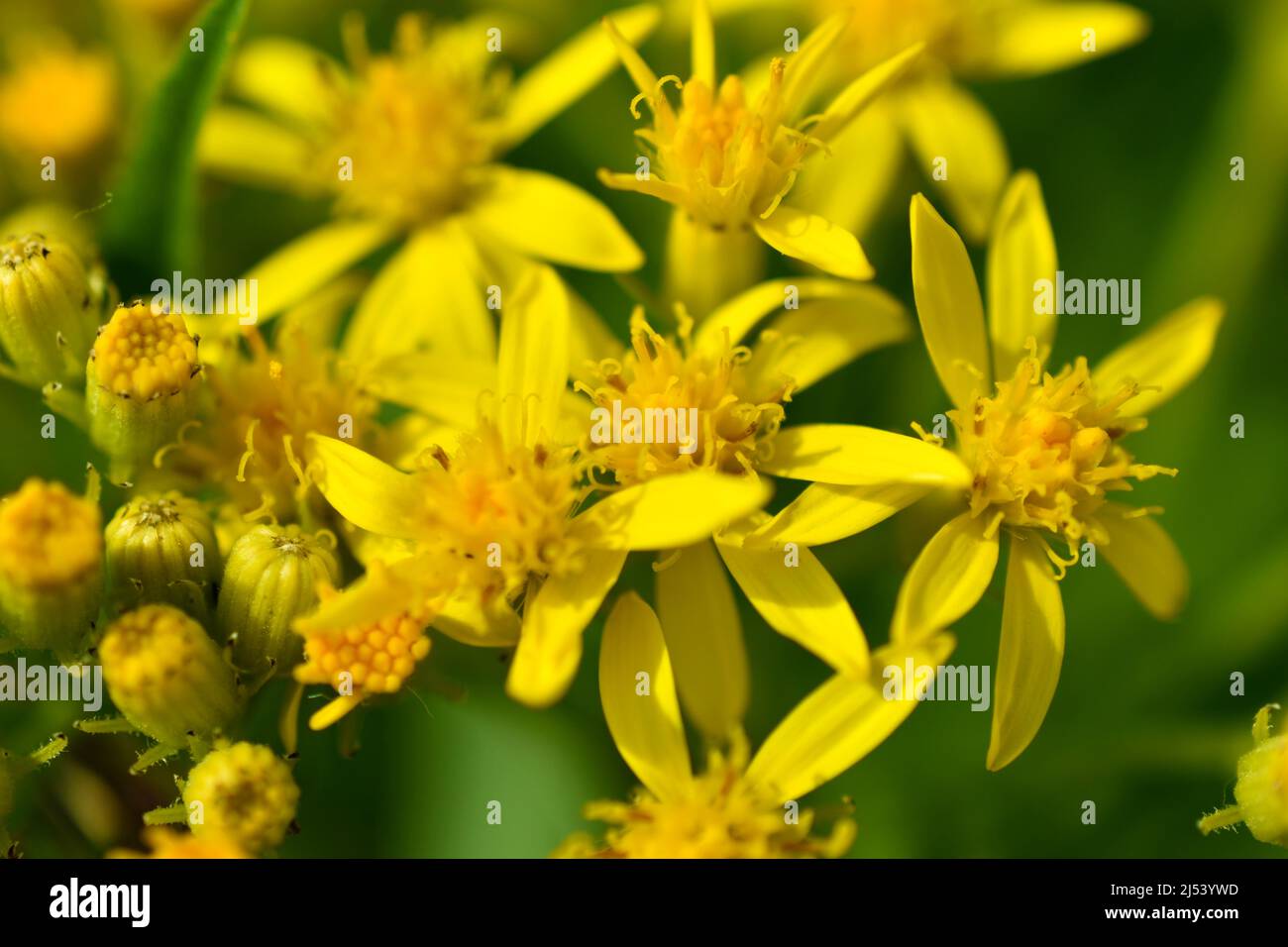 Goldenrod, or golden rod Solidago virgaurea is a perennial herbaceous plant from the Asteraceae family with a short woody rhizome Stock Photo