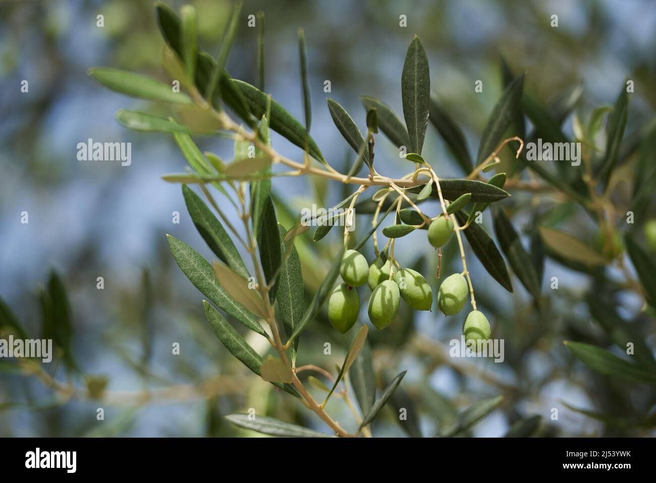 Branch with young green olives at the of ripening Stock Photo - Alamy