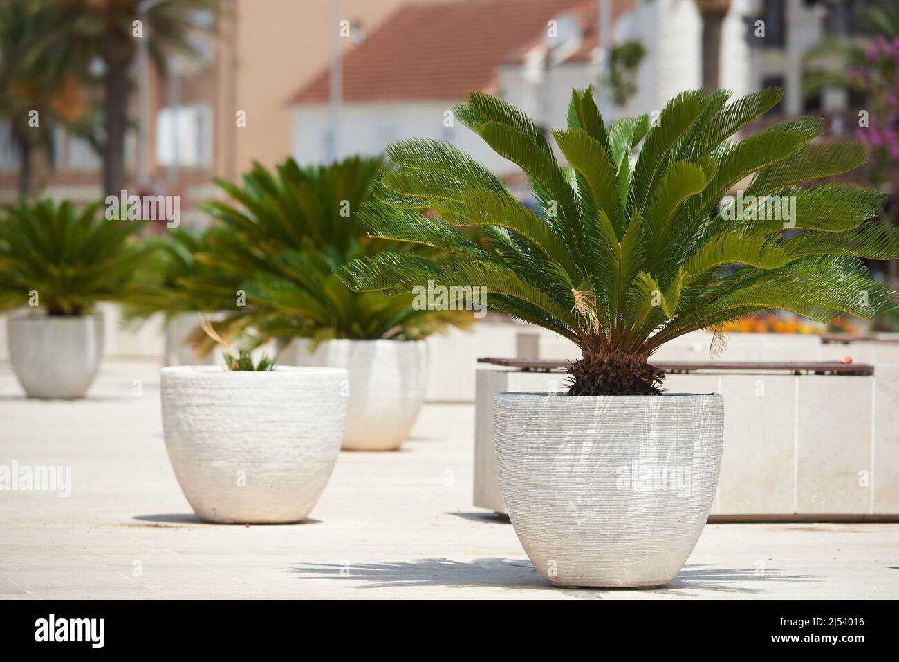 Cycas palm tree in large pots outside Stock Photo