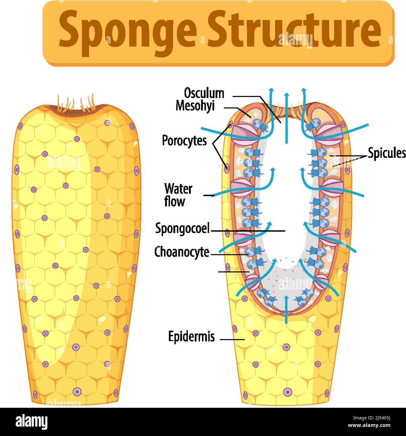 Diagram showing structure of sponge illustration Stock Vector Image