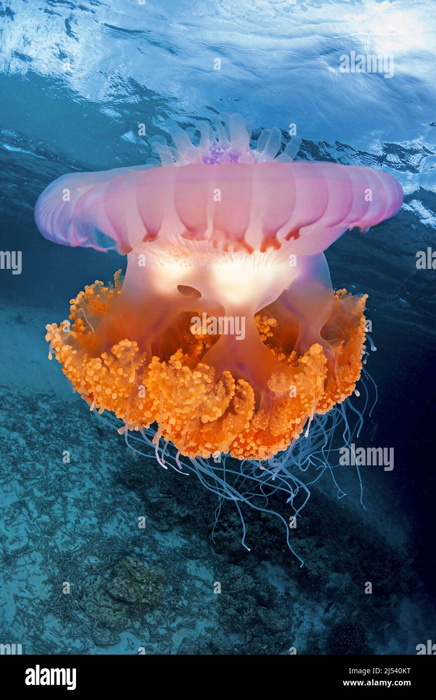Crown Jelly Fish (Netrostoma setouchina, Netrostoma setouchianum), Ari Atoll, Maldives, Indian Ocean, Asia Stock Photo