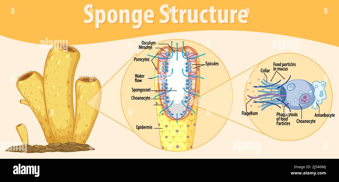 Diagram showing structure of sponge illustration Stock Vector Image