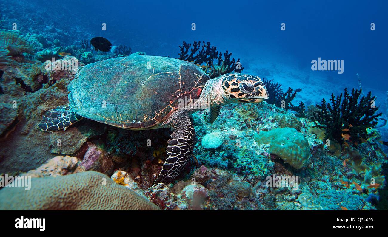 Green sea turtle (Chelonia mydas) swimming over a coral reef, Ari Atoll,  Maldives, Indian ocean, Asia Stock Photo