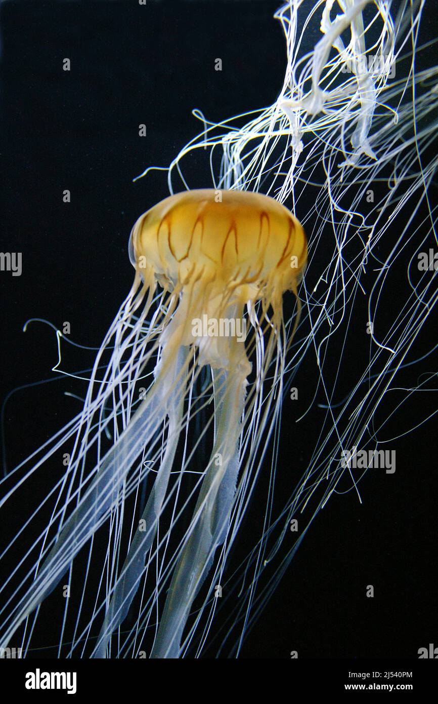 Compass jellyfish (Chrysaora hyoscella), Maldives, Indian Ocean Stock Photo