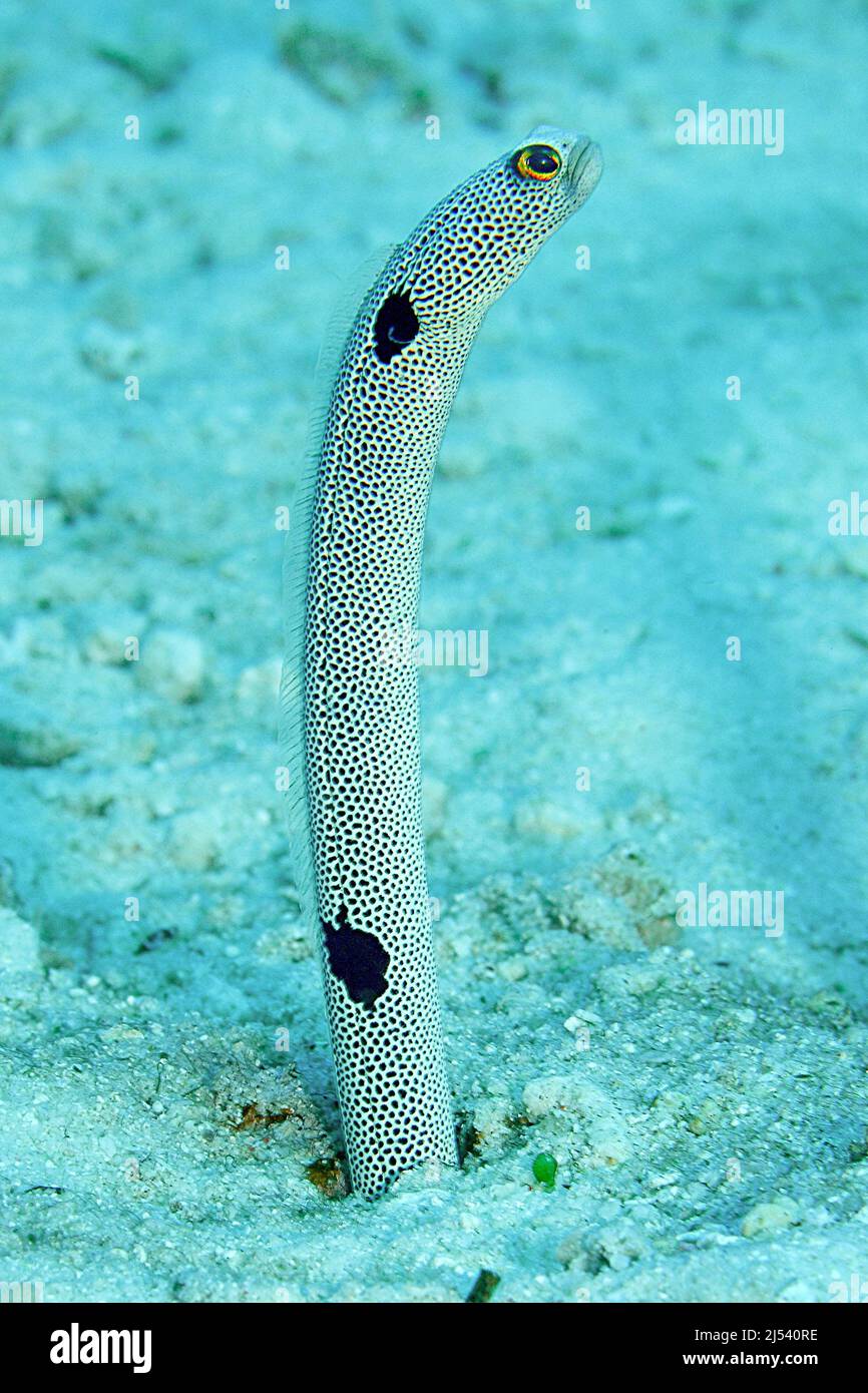 4,274 Sand Eel Images, Stock Photos, 3D objects, & Vectors