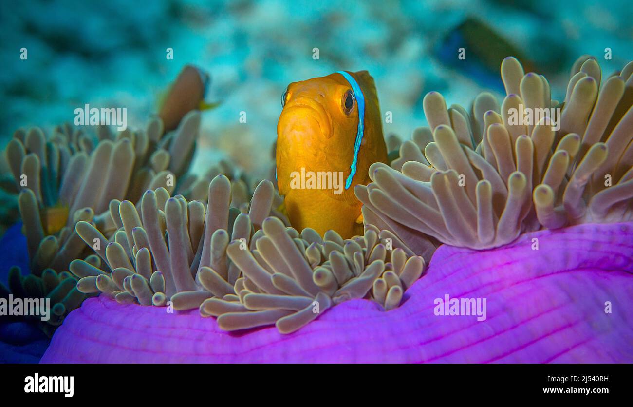 Maldive Anemonefish (Amphiprion nigripes) in a Magnificent sea anemone (Heteractis magnifica), Ari Atoll, Maldives, Indian ocean, Asia Stock Photo