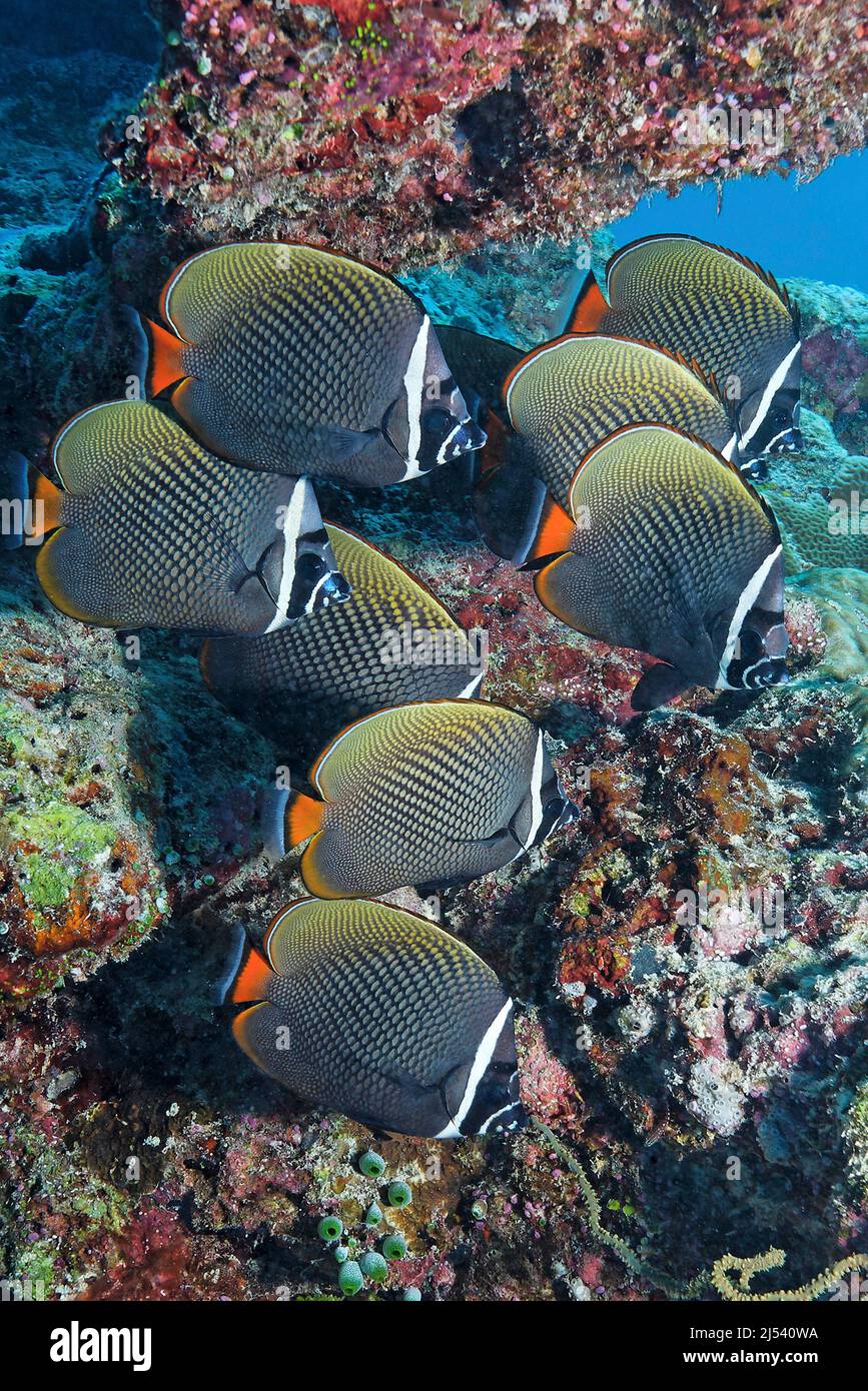 Collared butterflyfishes hi-res stock photography and images - Alamy