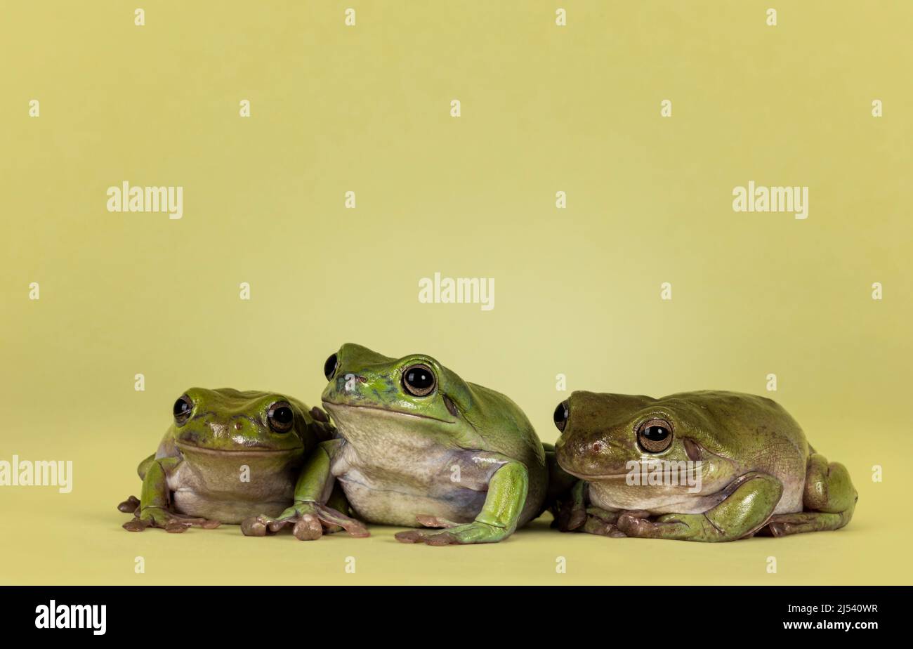 Row of 3 Green tree frogs aka Ranoidea caerulea, sitting side ways. Looking away from camera. Isolated on a green background. Stock Photo