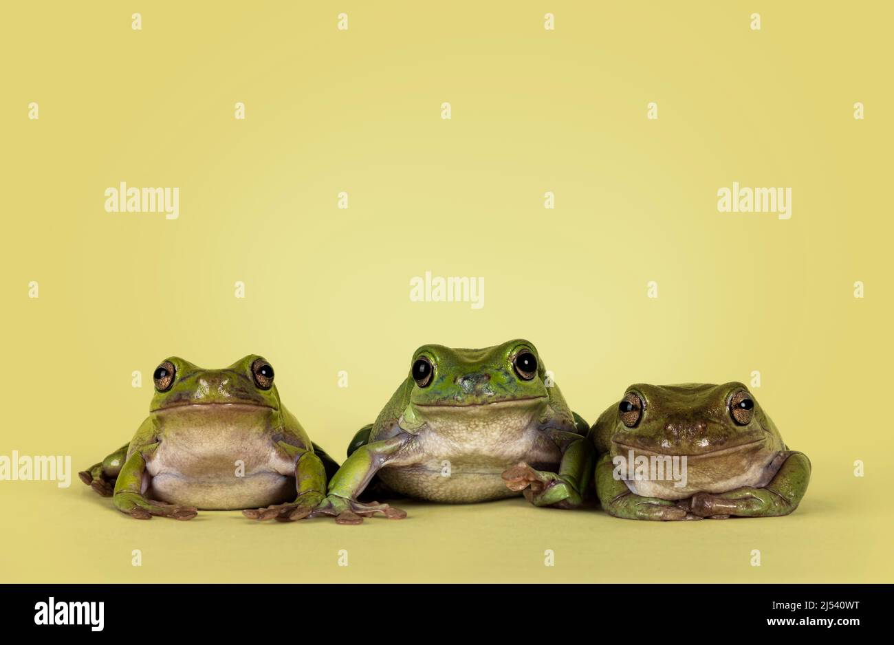 Row of 3 Green tree frogs aka Ranoidea caerulea, sitting facing front. Looking straight to camera. Isolated on a green background. Stock Photo