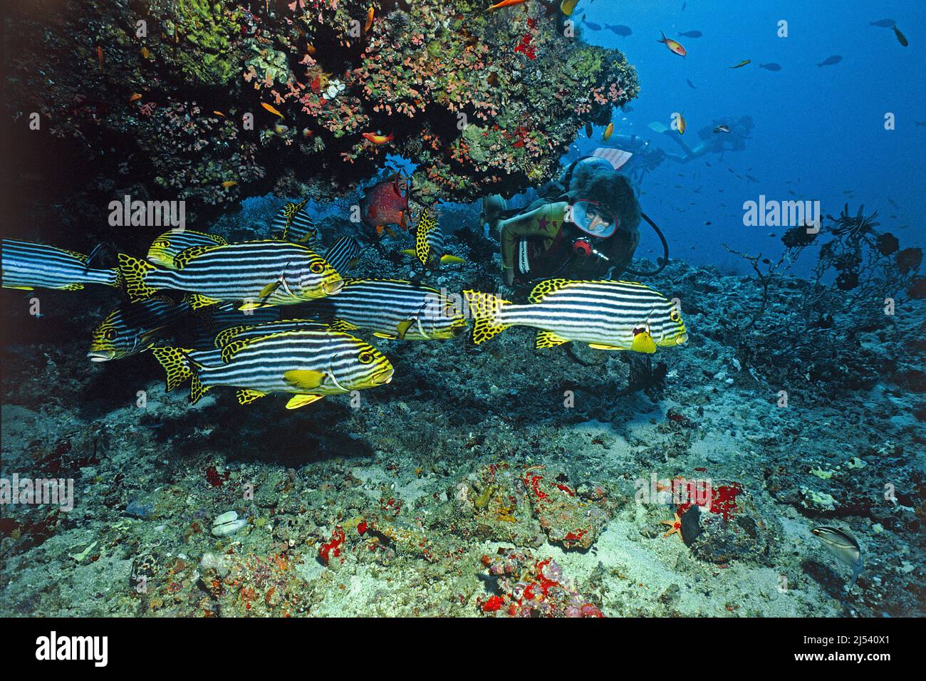 Scuba diver and Oriental sweetlips, Plectorhinchus orientalis, Ari Atoll, Maldives, Indian ocean, Asia Stock Photo