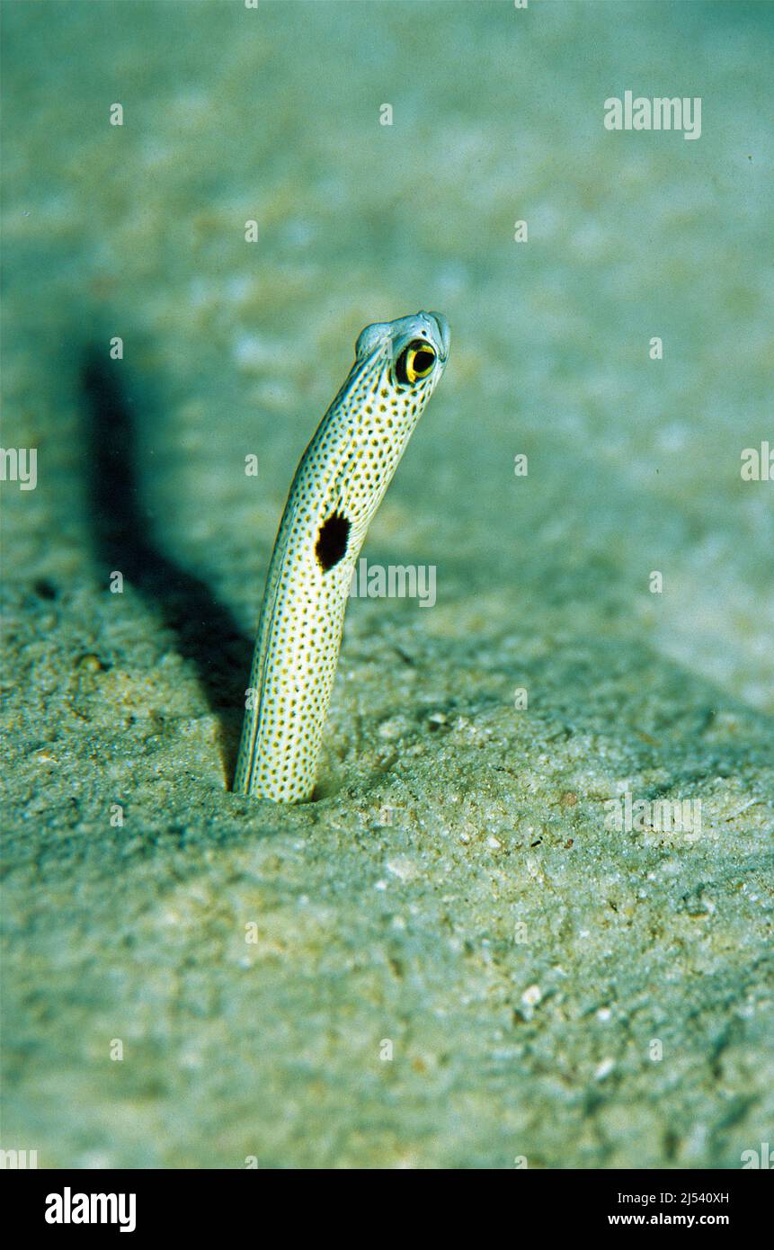 Spotted Garden Eel (Heteroconger hassi) lives in holes of sandy areas