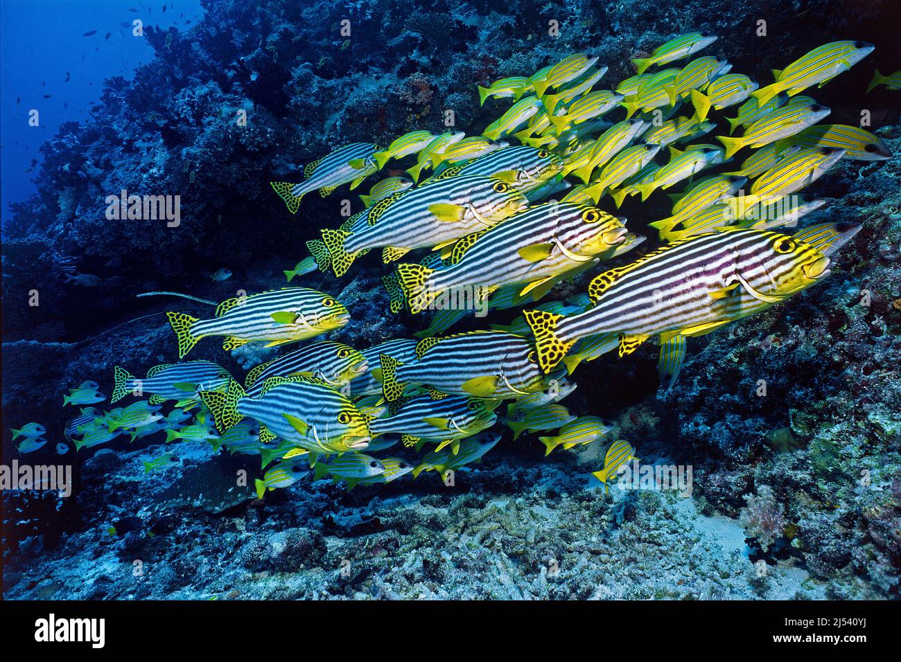 Mixed schooling of fishes, Oriental sweetlips (Plectorhinchus vittatus), Bluestriped snapper (Lutjanus kasmira), Maldives, Indian ocean, Asia Stock Photo