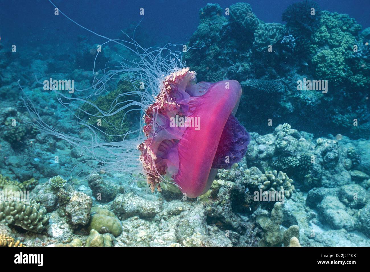 Crown Jelly Fish (Netrostoma setouchina, Netrostoma setouchianum), Ari Atoll, Maldives, Indian Ocean, Asia Stock Photo