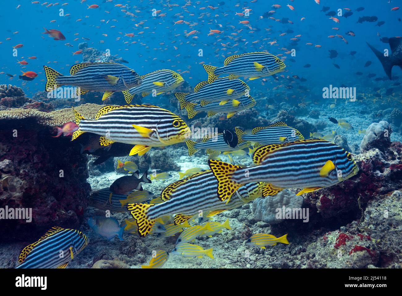 Oriental Sweetlipps, Plectorhinchus vittatus, Haemulidae, Maldives, Indian Ocean, Asia Stock Photo