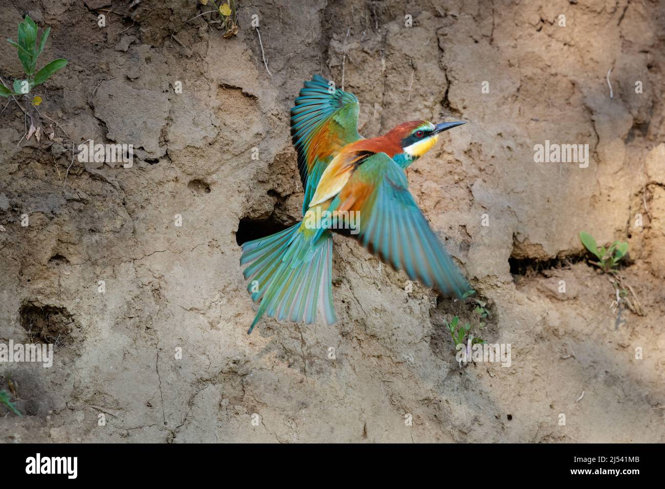 European bee-eater (Merops apiaster) takes off and flies away from its nesting hole in a sandy bank, Koros-Maros National Park, Bekes County, Hungary Stock Photo