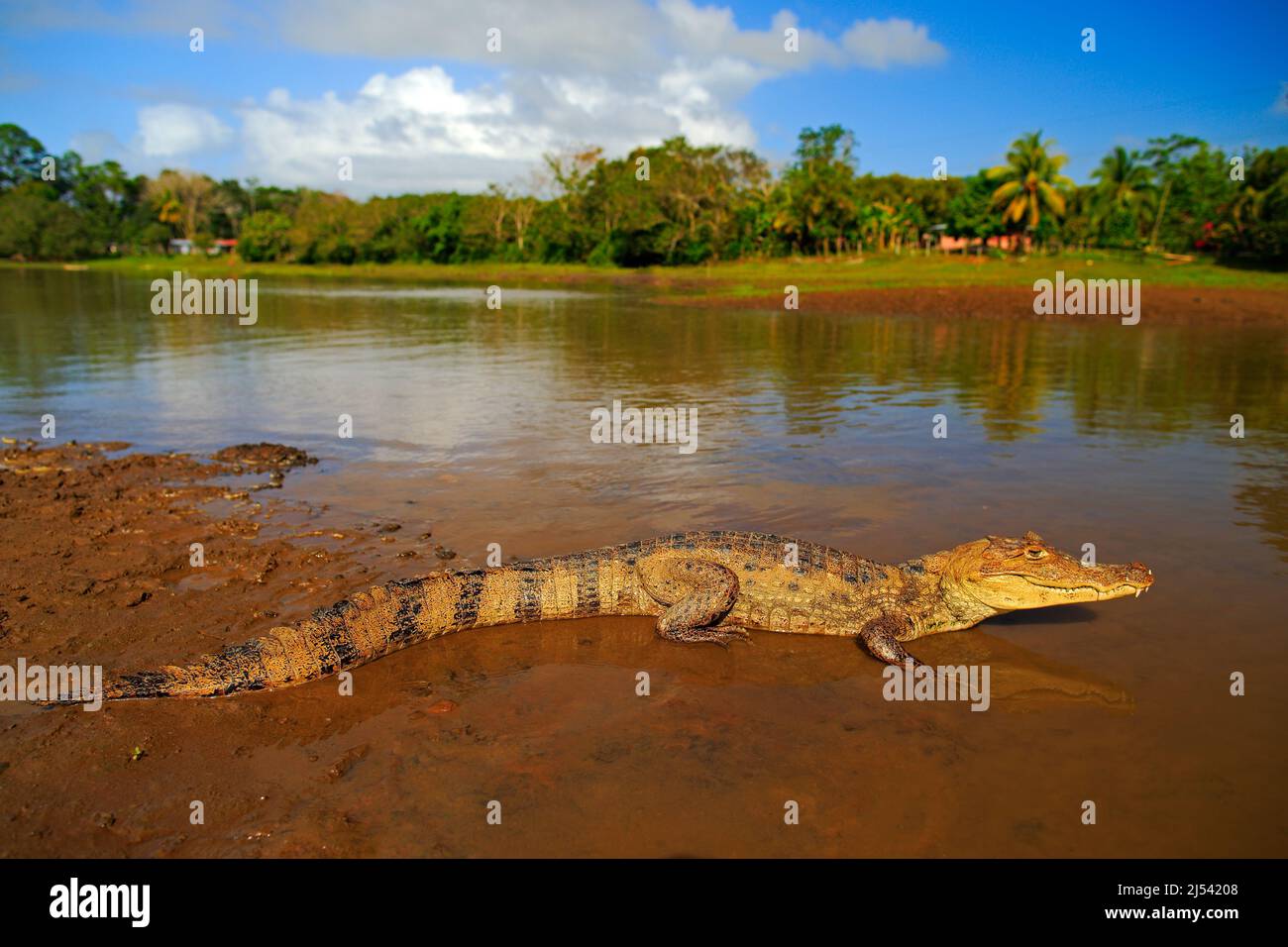 Crocodile in the river water. Spectacled Caimani, Caiman crocodilus, the water with evening sun. Crocodile from Costa Rica. Dangerous water animal in Stock Photo