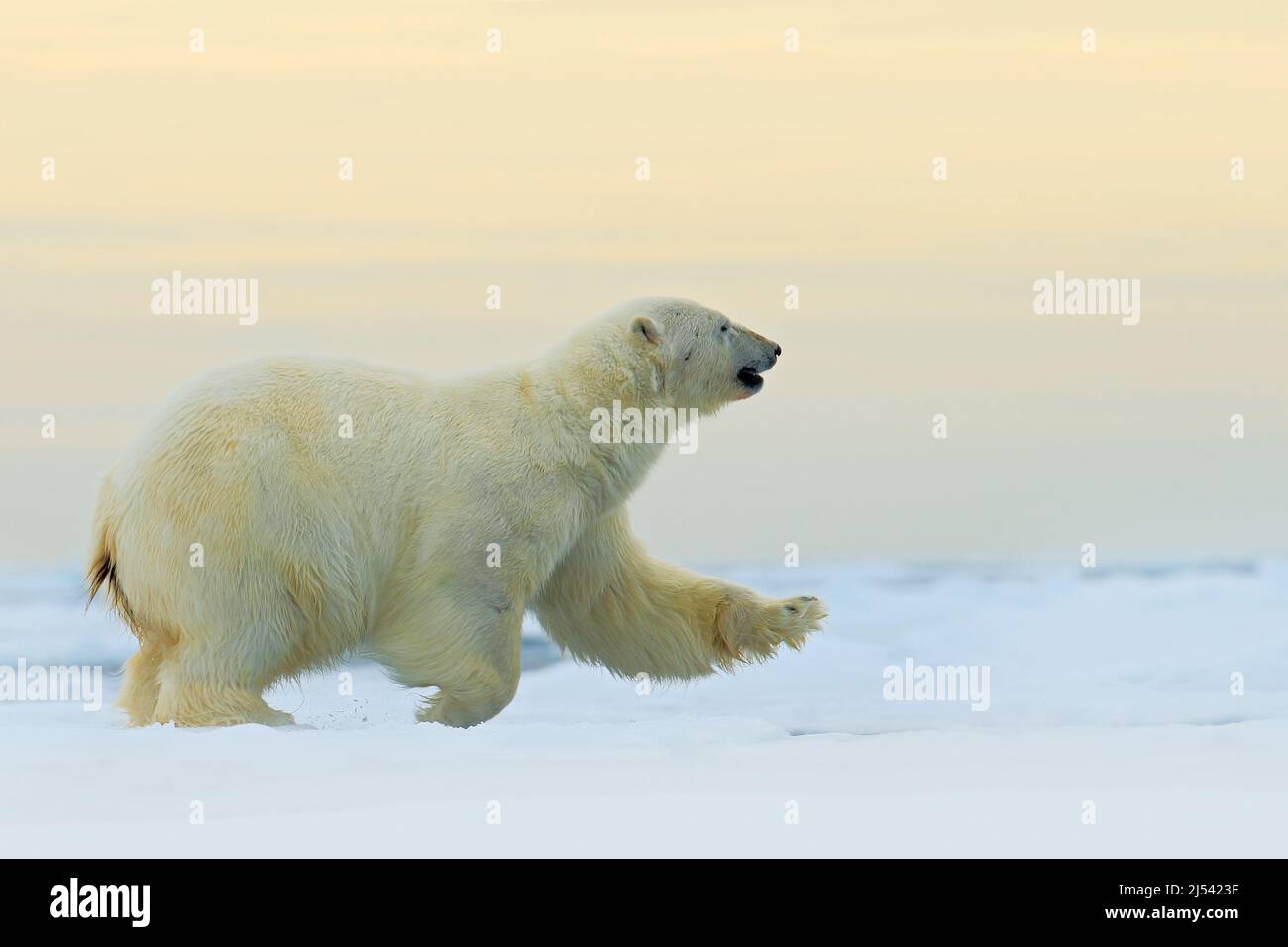 Polar bear running on the ice with water, on drift ice in Arctic Russia. Polar bear in the nature habitat with snow. Big animal with snow. Action wild Stock Photo