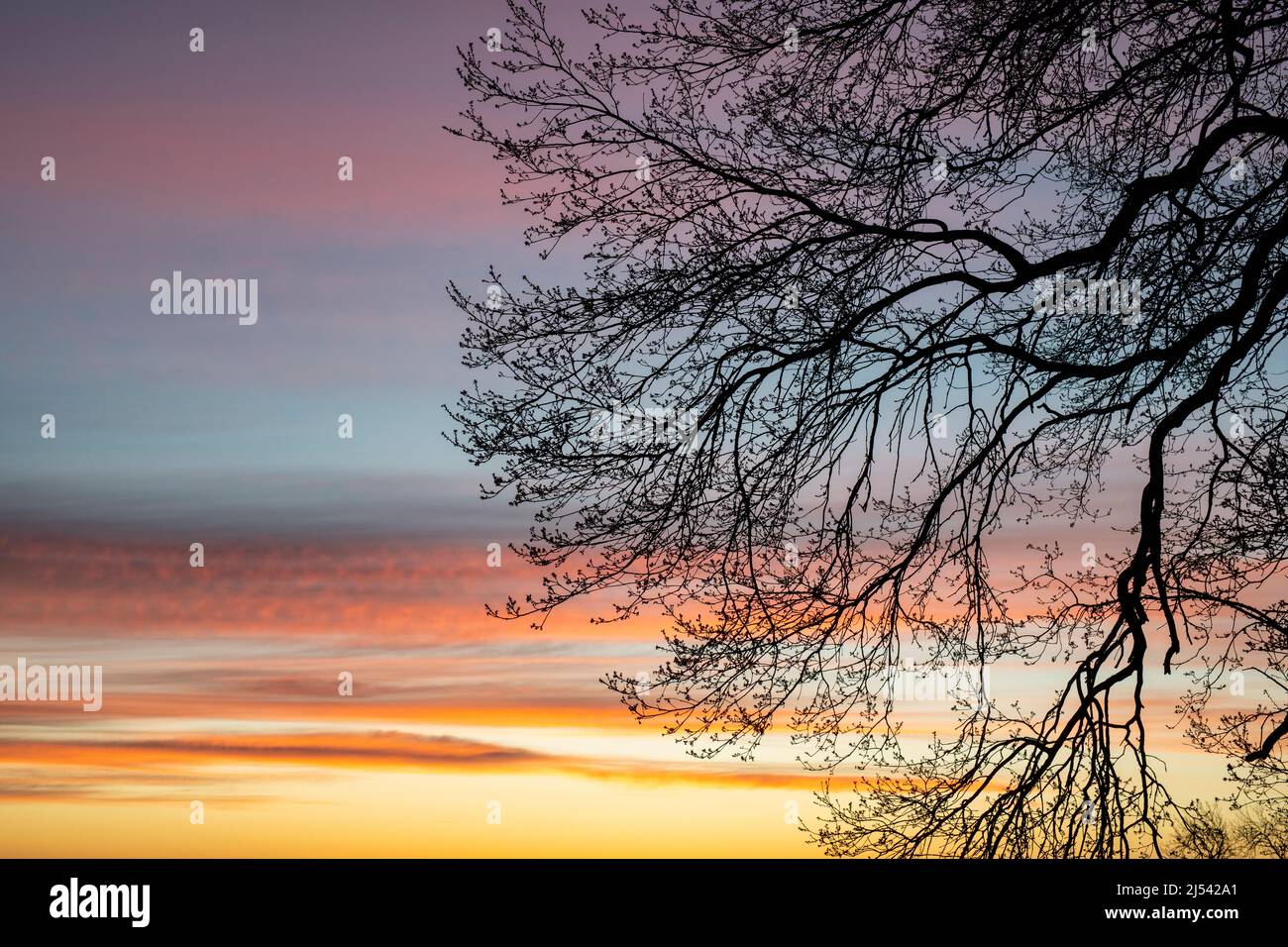 Silhouette tree branches at sunrise with a colourful sky in the warwickshire countryside. UK Stock Photo