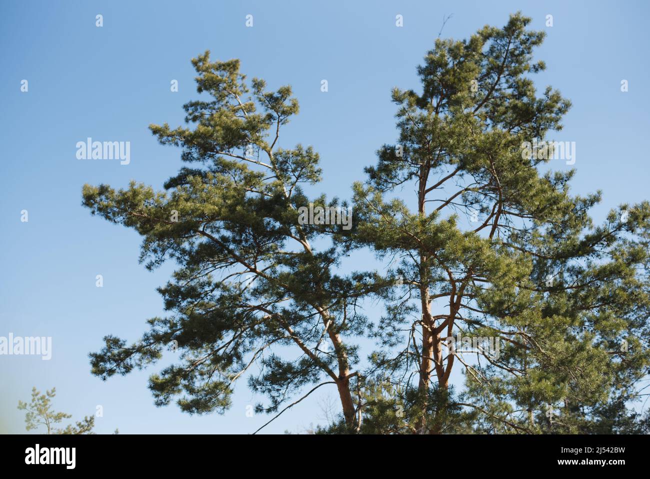 A big and old pine tree in the forest against the blue sky Stock Photo ...