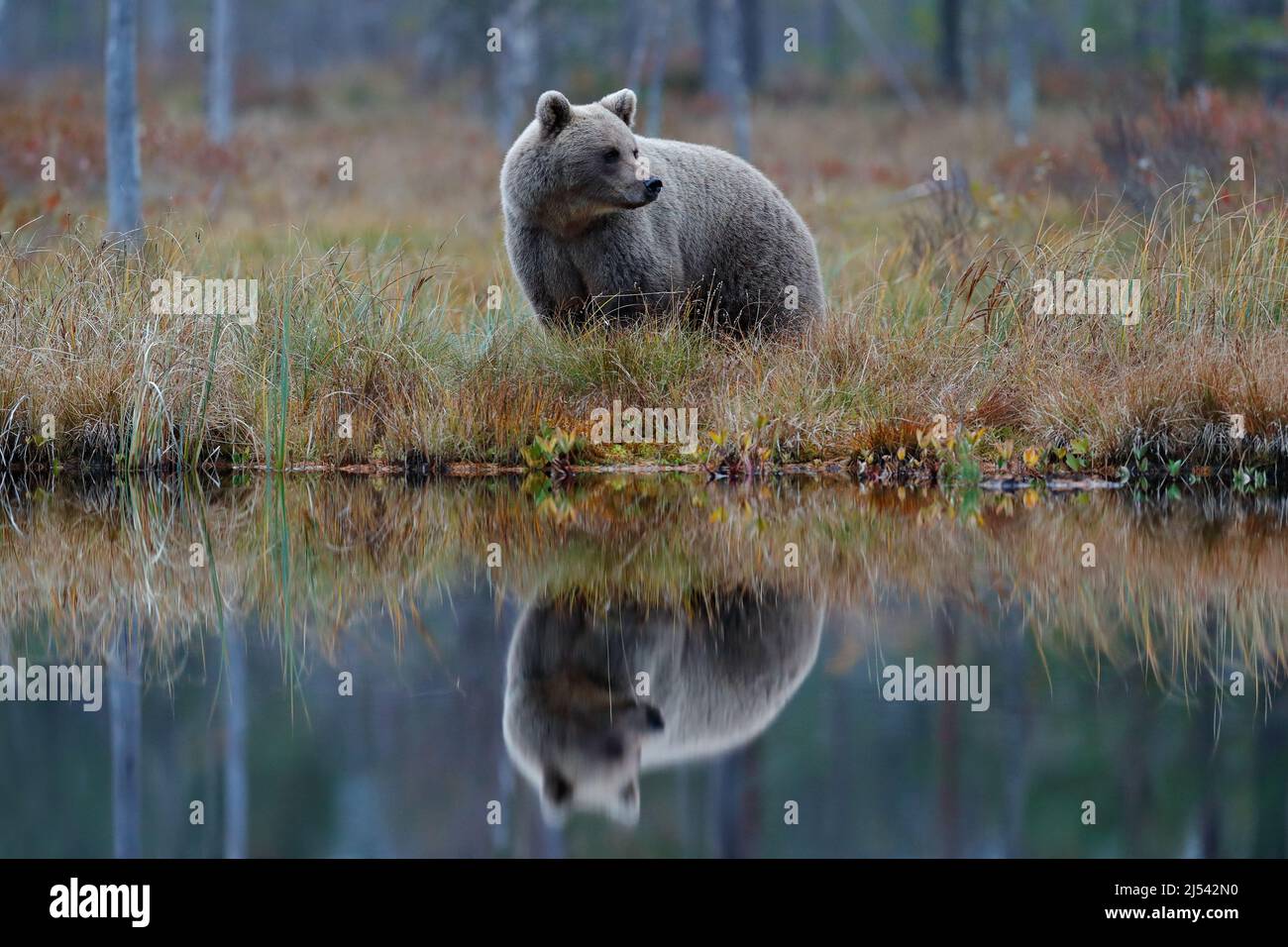 Summer wildlife. Bear walking,  forest with cotton grass.  Dangerous animal in nature forest and meadow habitat. Wildlife scene from Finland near Russ Stock Photo