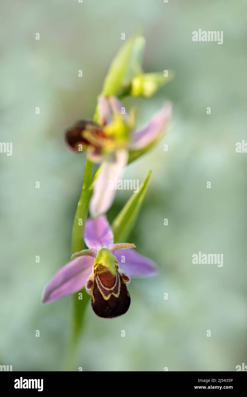 Orchid bee mexico hi-res stock photography and images - Alamy