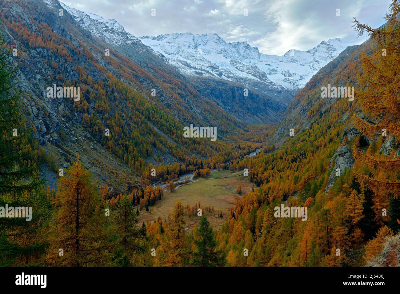 Autumn lanscape in the Alp. Nature habitat with autumn orange larch tree and rocks in background, National Park Gran Paradiso, Italy. Orange larch for Stock Photo