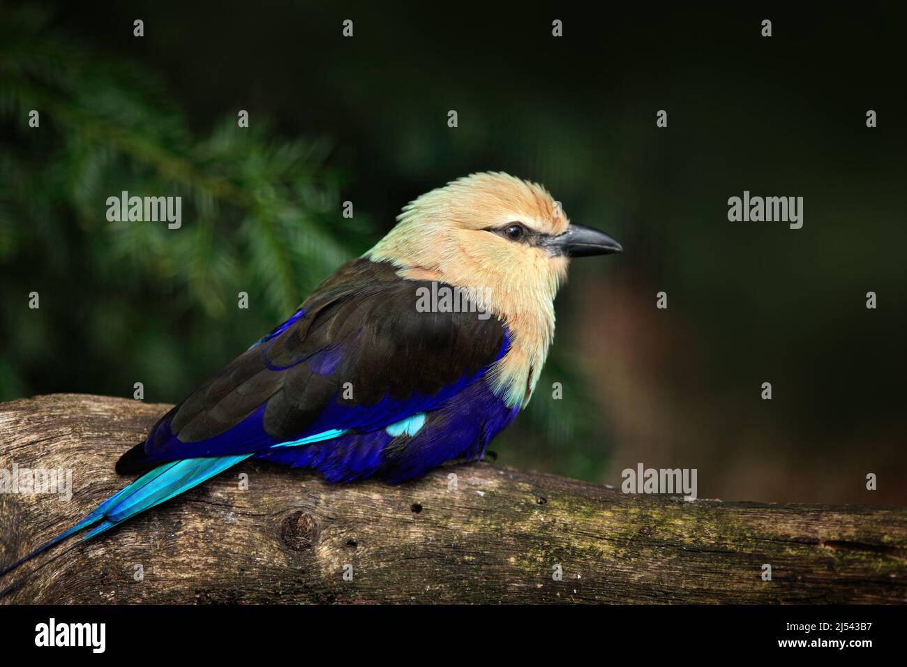 Blue-bellied Roller, Coracias cyanogaster, in the nature habitat. Wild bird form Senegal in Africa. Beautiful bird with white head sitting on the tree Stock Photo