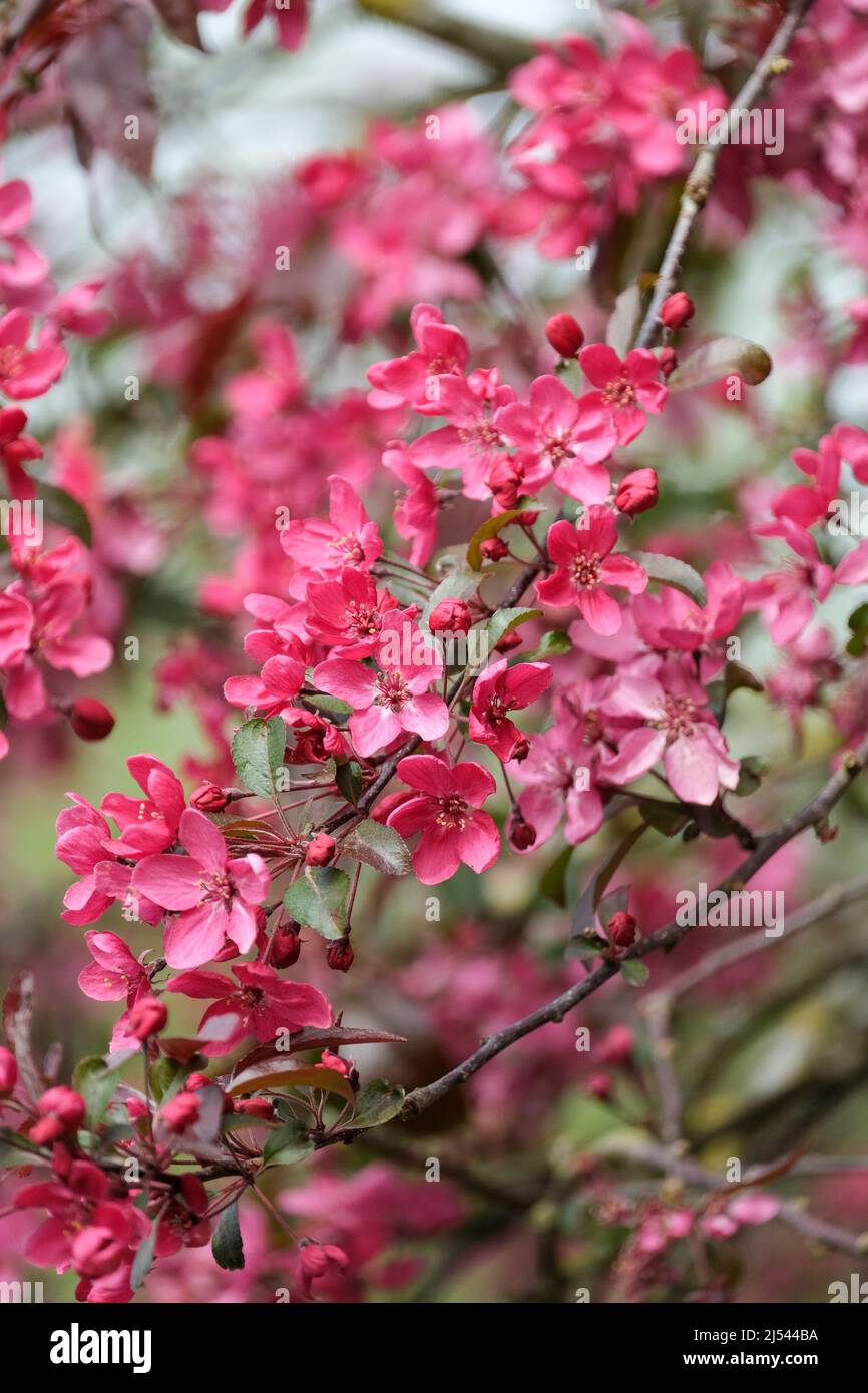 Malus × moerlandsii 'Liset', crab apple 'Liset'. Deep pink flowers in early Spring Stock Photo