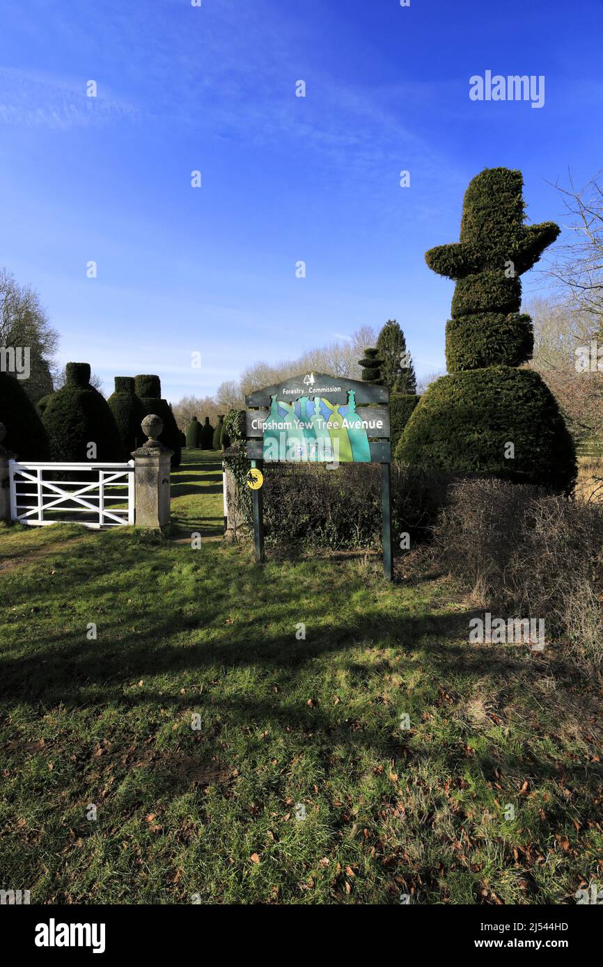 The Yew Tree avenue at Clipsham village; Rutland; England; UK Stock Photo