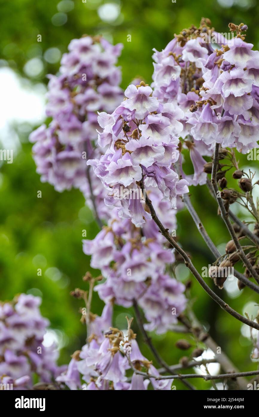 Paulownia fortunei Fast Blue ('Minfast'). Paulownia 'Fast Blue