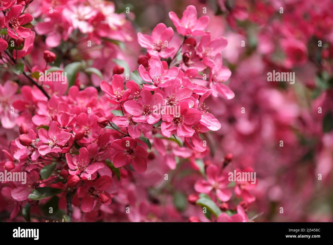 Malus × moerlandsii 'Liset', crab apple 'Liset'. Deep pink flowers in early Spring Stock Photo