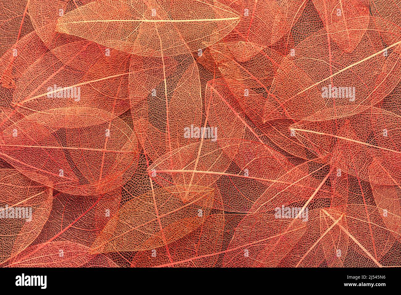 Decorative red color leaves for floristic, macro. Autumn foliage backdrop. Texture of fall leaf