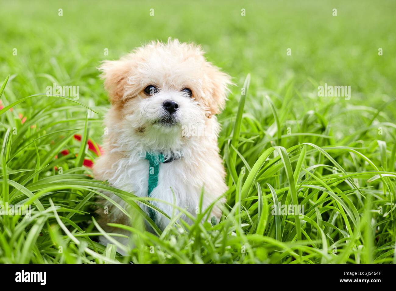 How Often Should You Walk A Maltipoo