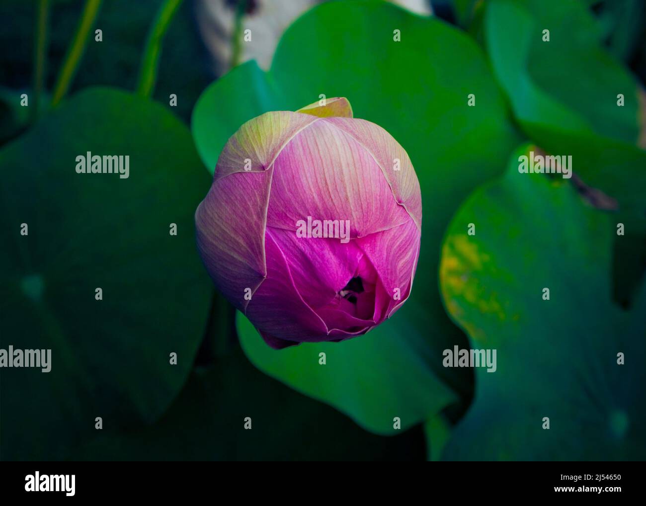 Lotus flower wallpaper hi-res stock photography and images - Alamy